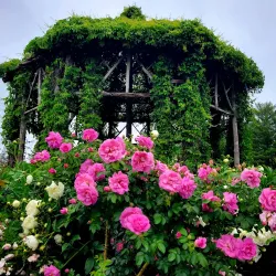 Elizabeth Park Rose Garden - Greenwich