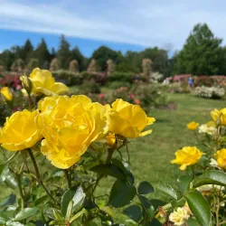 Elizabeth Park Rose Garden - Greenwich