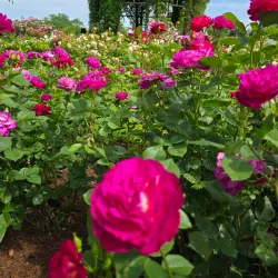 Elizabeth Park Rose Garden - Greenwich