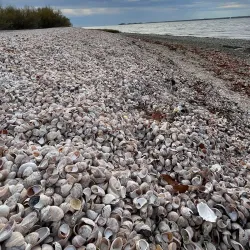 Greenwich Point Park (Tod's Point) - Greenwich