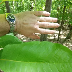 Fenton River Preserve - Mansfield