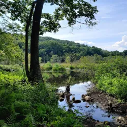 Fenton River Preserve - Mansfield