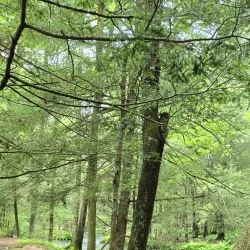 Fenton River Preserve - Mansfield