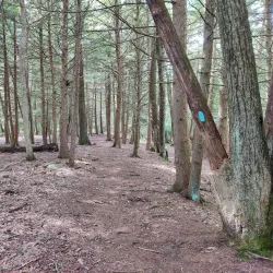 Fenton River Preserve - Mansfield