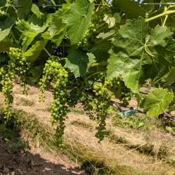 Hopkins Vineyard - Mansfield