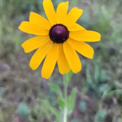 Mansfield Center Historic District - Mansfield