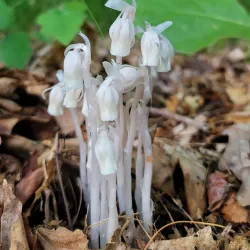 Mansfield Center Historic District - Mansfield