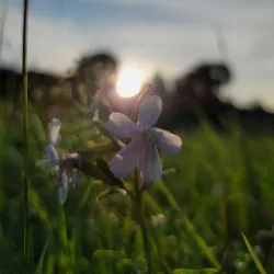 Mansfield Center Historic District - Mansfield