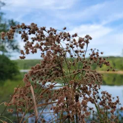 Mansfield Center Historic District - Mansfield