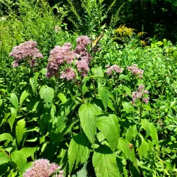 Willimantic River Trail - Mansfield