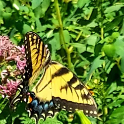 Willimantic River Trail - Mansfield