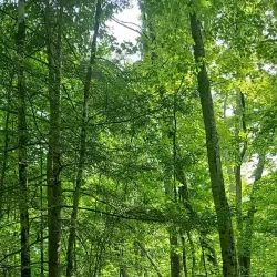 Willimantic River Trail - Mansfield