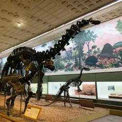Peabody Museum of Natural History - New Haven