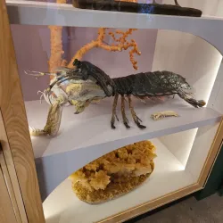 Peabody Museum of Natural History - New Haven