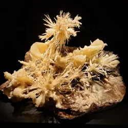 Peabody Museum of Natural History - New Haven