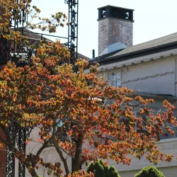 Wooster Square - New Haven