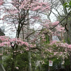 Wooster Square - New Haven