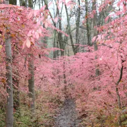 Housatonic River Walk - New Milford