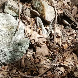 Ives Trail - New Milford