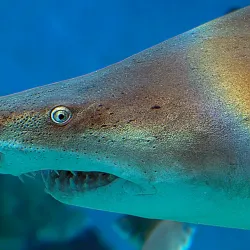 Maritime Aquarium at Norwalk - Norwalk