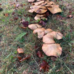 Putnam River Trail Park - Putnam