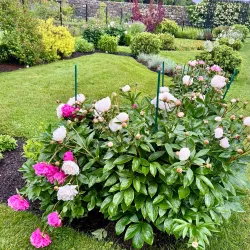 Ballard Park - Ridgefield