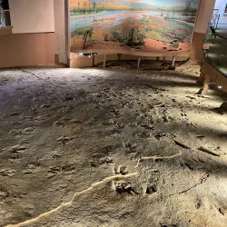 Dinosaur State Park - Rocky Hill