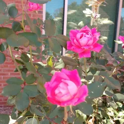 Rocky Hill Community Park - Rocky Hill