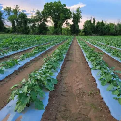 Rocky Hill Farmers Market - Rocky Hill