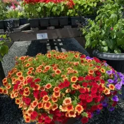 Rocky Hill Farmers Market - Rocky Hill