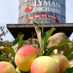 Lyman Orchards - Wallingford