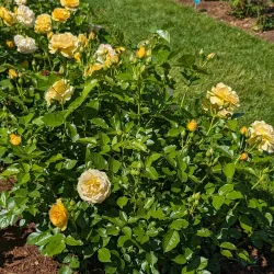 Elizabeth Park - West Hartford