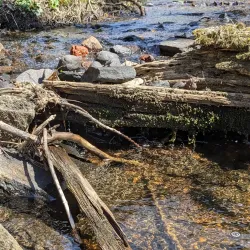 Natchaug River Canoeing and Kayaking - Willington