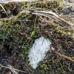 Natchaug River Canoeing and Kayaking - Willington