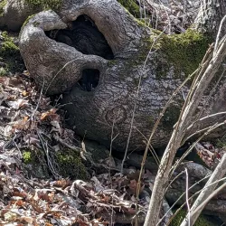 Natchaug River Canoeing and Kayaking - Willington