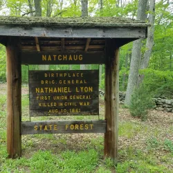 Natchaug State Forest - Willington