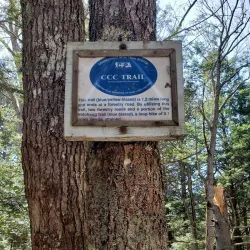 Natchaug State Forest - Willington