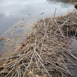 Natchaug State Forest - Willington