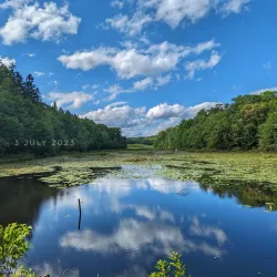 Natchaug State Forest - Willington