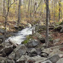 Natchaug State Forest - Willington