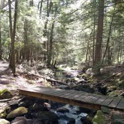 Natchaug State Forest - Willington
