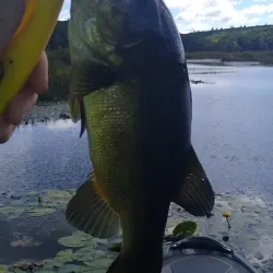 Natchaug State Forest - Willington