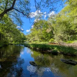Natchaug State Forest - Willington