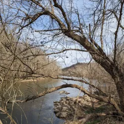 Brandywine Creek State Park - Bear