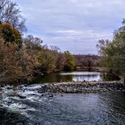 Brandywine Creek State Park - Bear