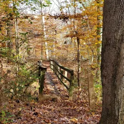 Brandywine Creek State Park - Bear