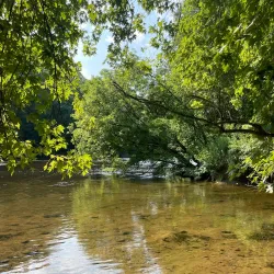 Brandywine Creek State Park - Bear
