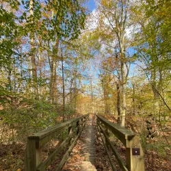 Brandywine Creek State Park - Bear