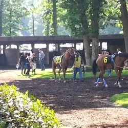 Delaware Park Racetrack and Casino - Bear