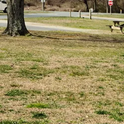 Lums Pond State Park - Bear